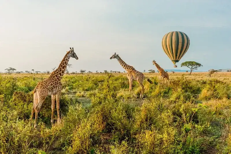 Sugar and Spice : Best of Tanzania & Zanzibar